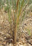 Stipa borysthenica. Нижние части побегов. Крым, Керченский п-ов, побережье Казантипского залива в окр. с. Песочное, закреплённые пески. 22 мая 2018 г.