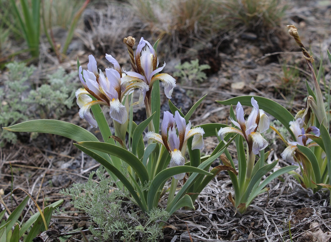 Изображение особи Iris glaucescens.