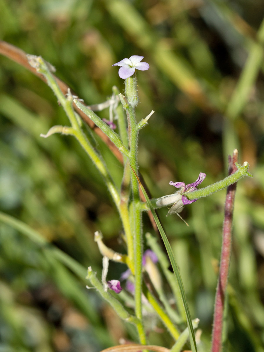 Image of Matthiola tricuspidata specimen.