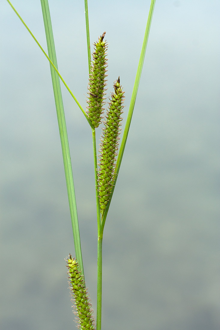 Изображение особи Carex rostrata.