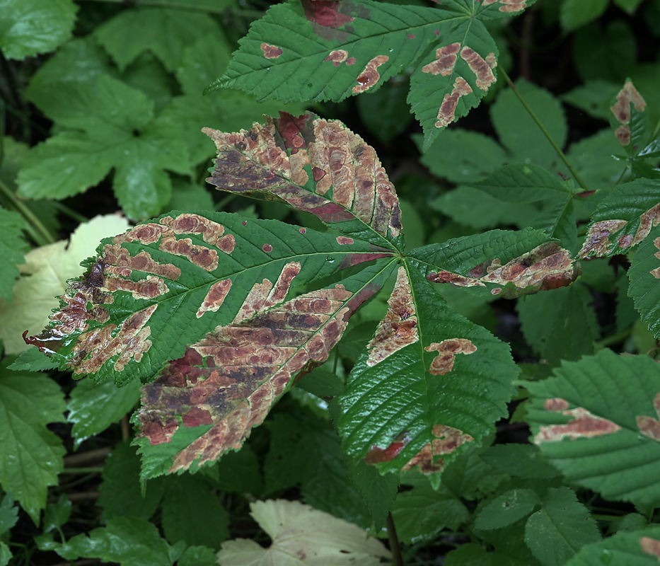 Image of Aesculus hippocastanum specimen.