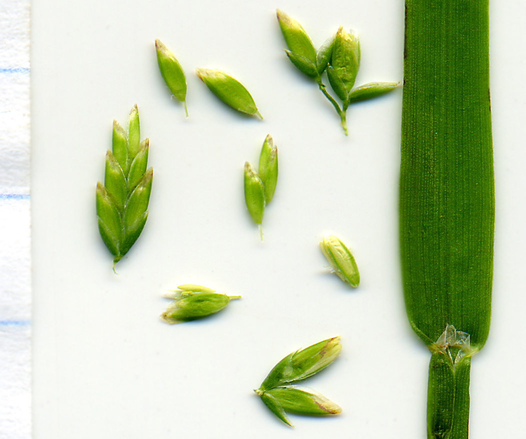 Image of Poa annua specimen.