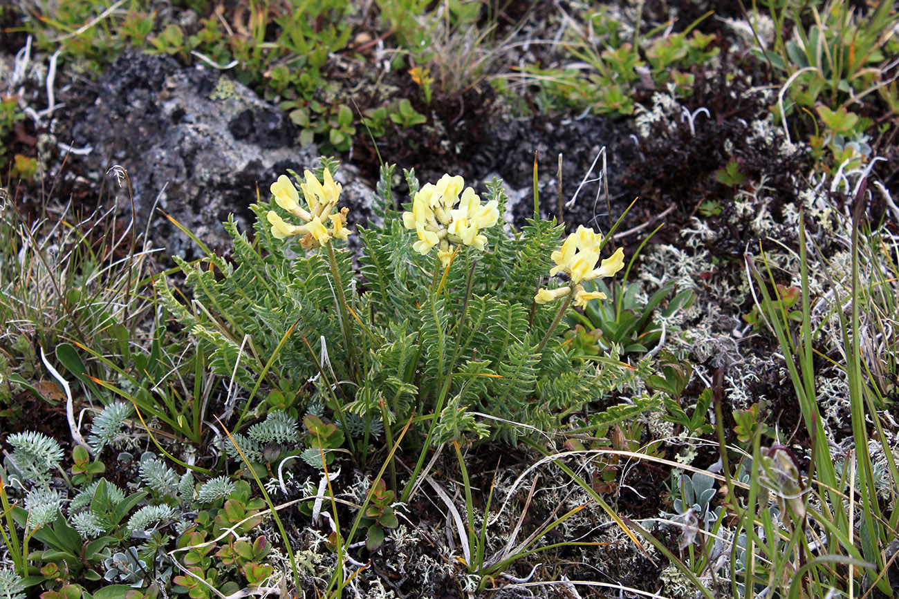 Image of Oxytropis kubanensis specimen.