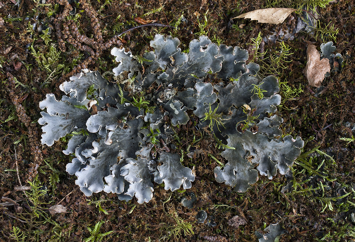 Image of genus Peltigera specimen.