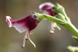 Scrophularia bicolor