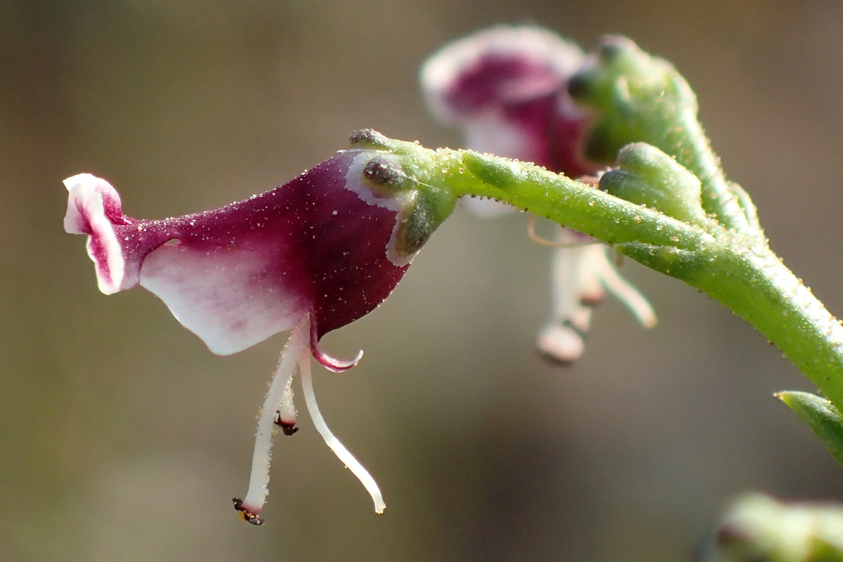 Изображение особи Scrophularia bicolor.