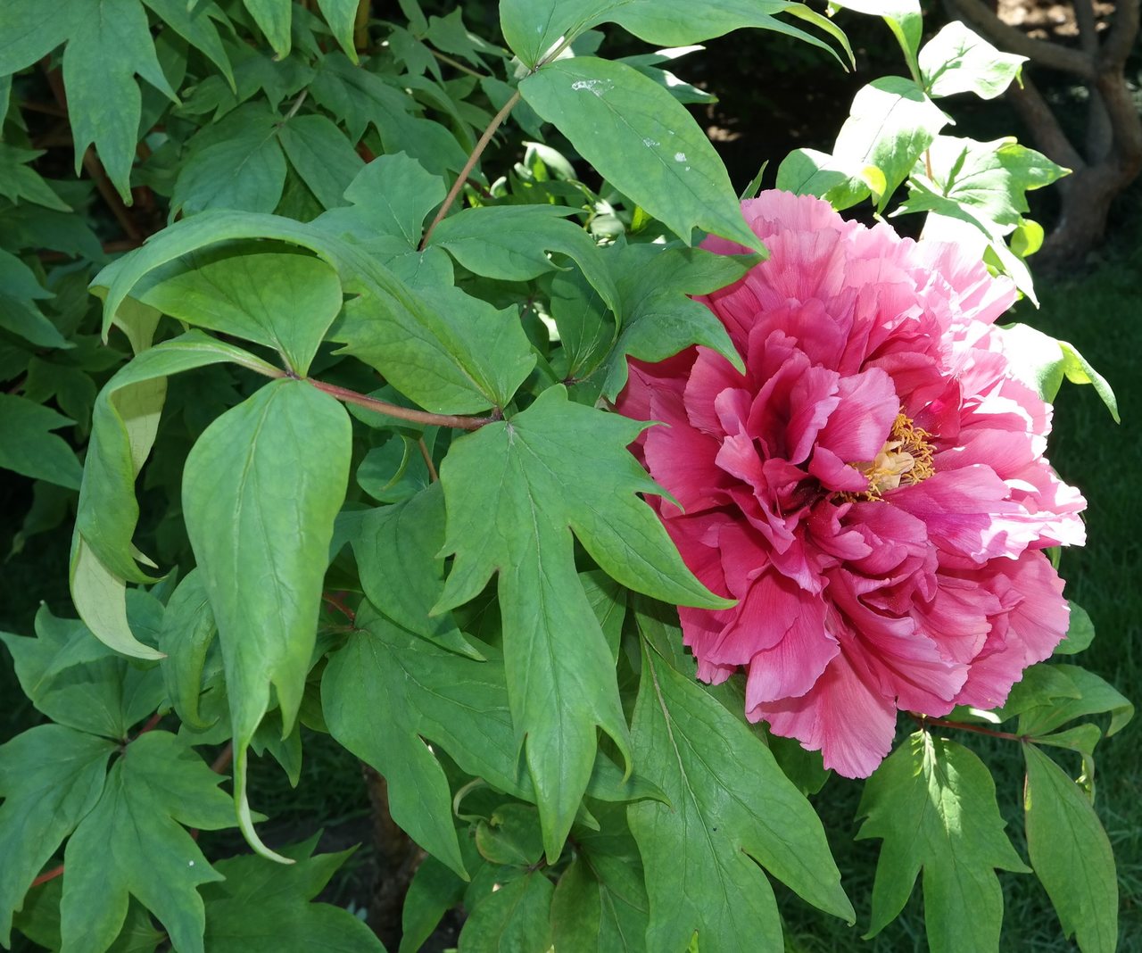 Image of Paeonia suffruticosa specimen.