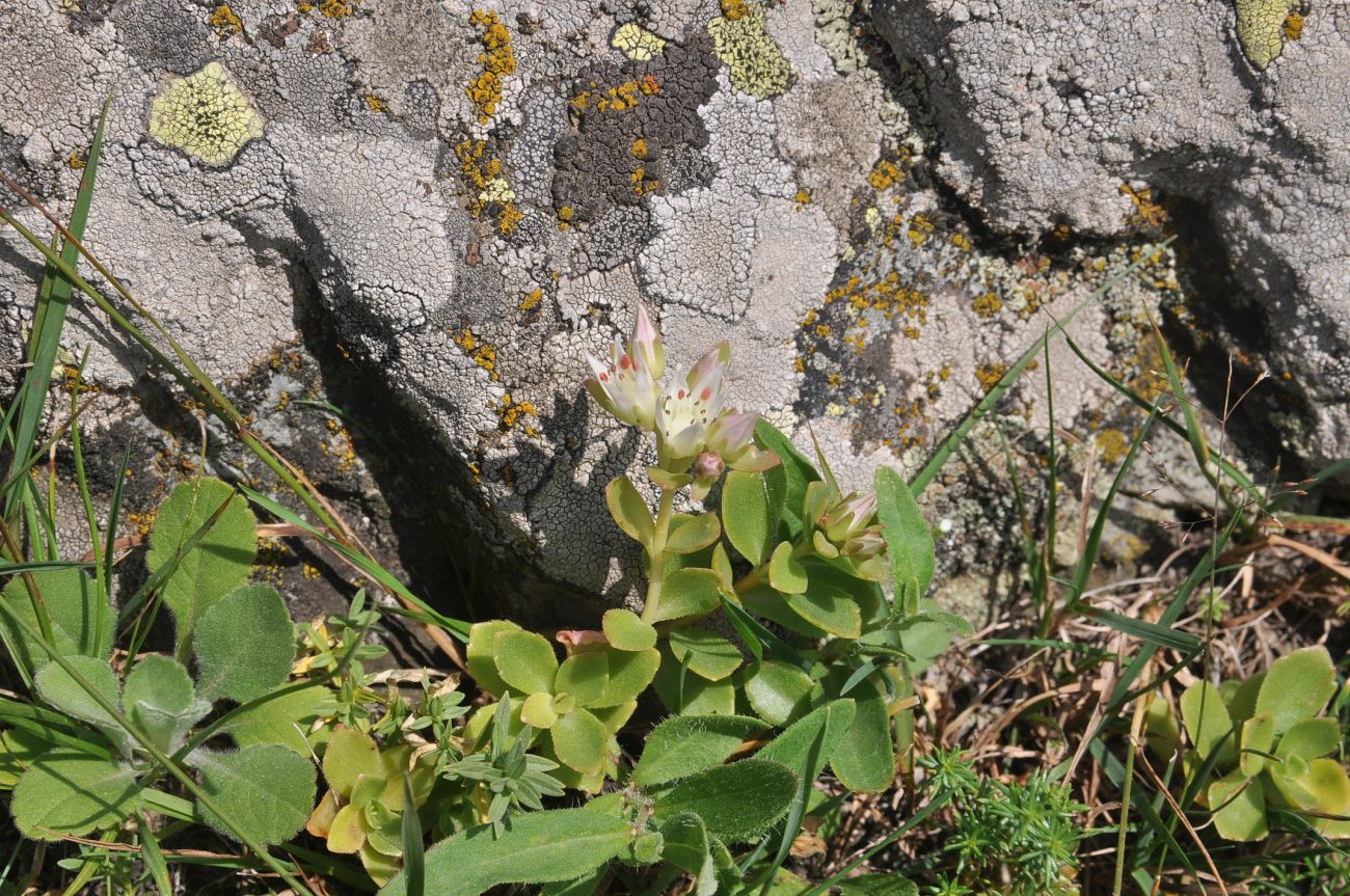 Image of Sedum oppositifolium specimen.