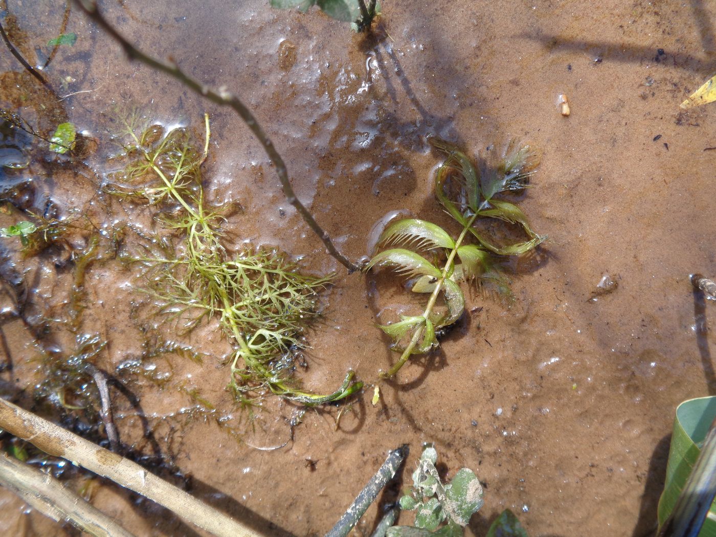 Image of Sium latifolium specimen.