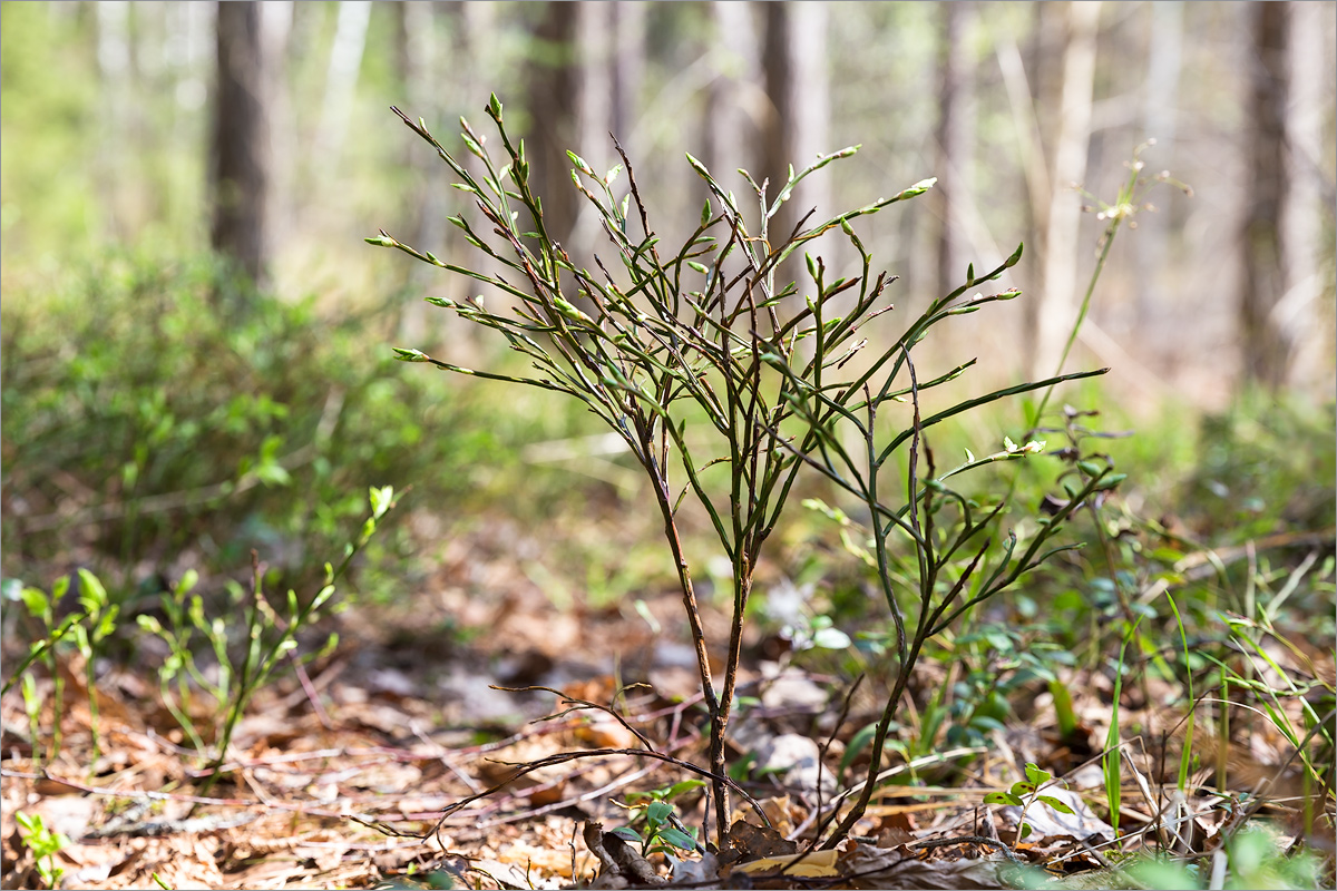 Изображение особи Vaccinium myrtillus.