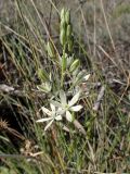 Ornithogalum narbonense