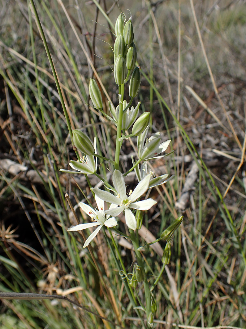Image of Ornithogalum narbonense specimen.