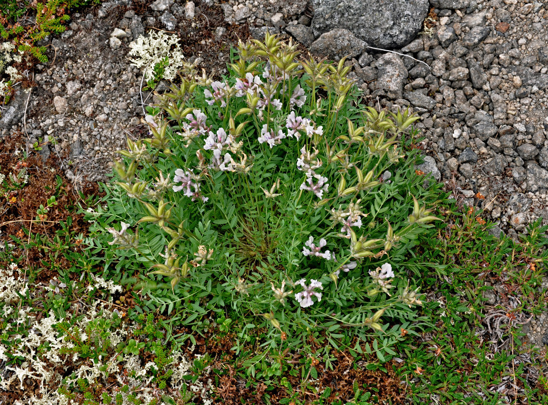 Изображение особи Oxytropis sordida.