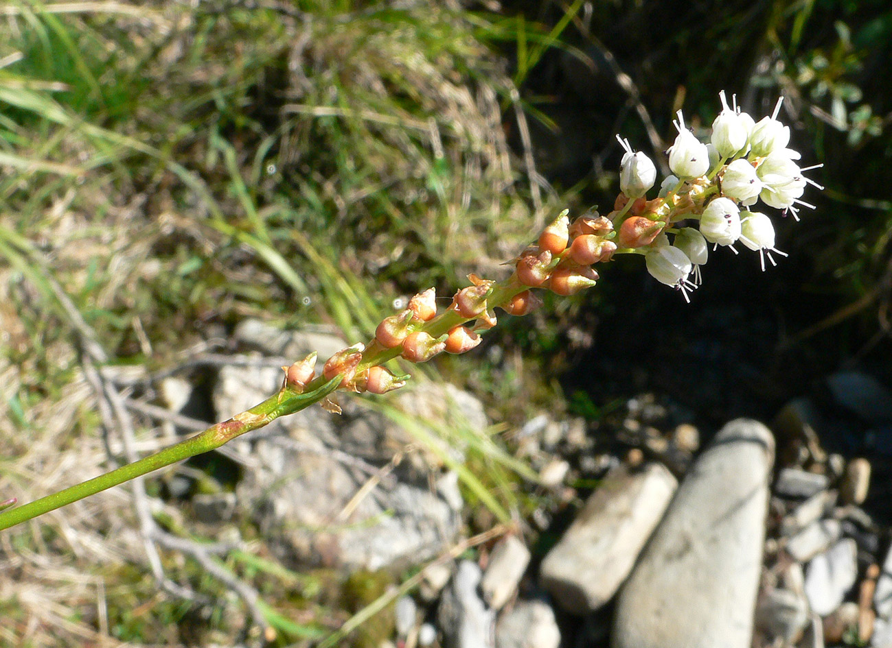 Image of Bistorta vivipara specimen.