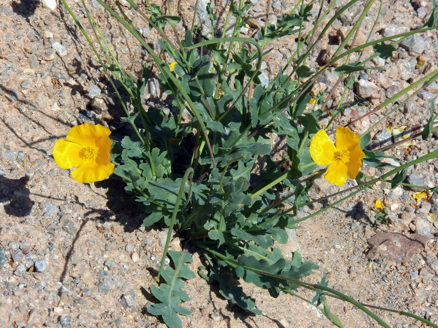 Image of Glaucium fimbrilligerum specimen.