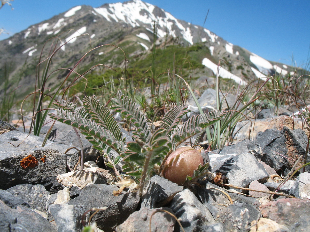 Image of Astragalus syreitschikovii specimen.