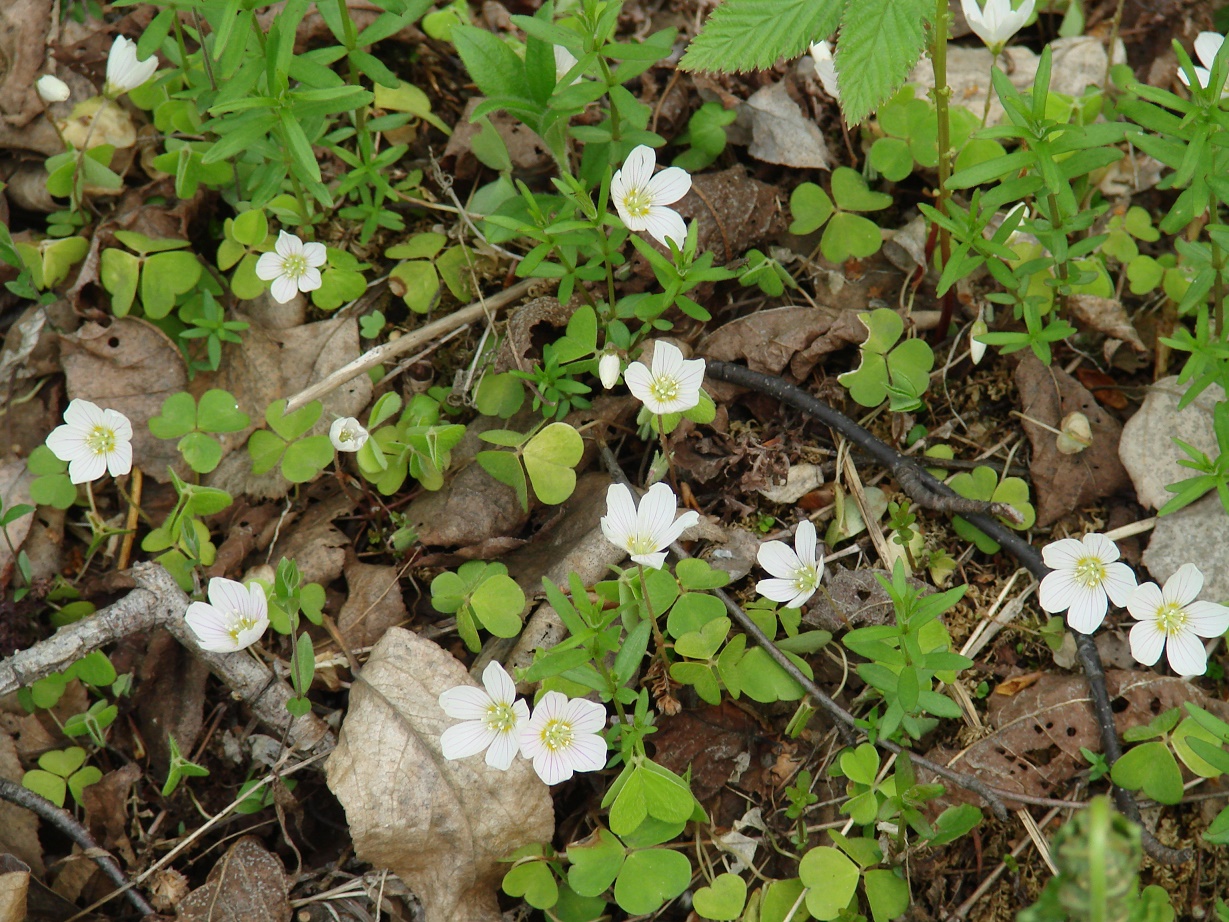 Изображение особи Oxalis acetosella.