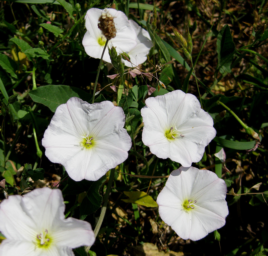 Изображение особи Convolvulus arvensis.