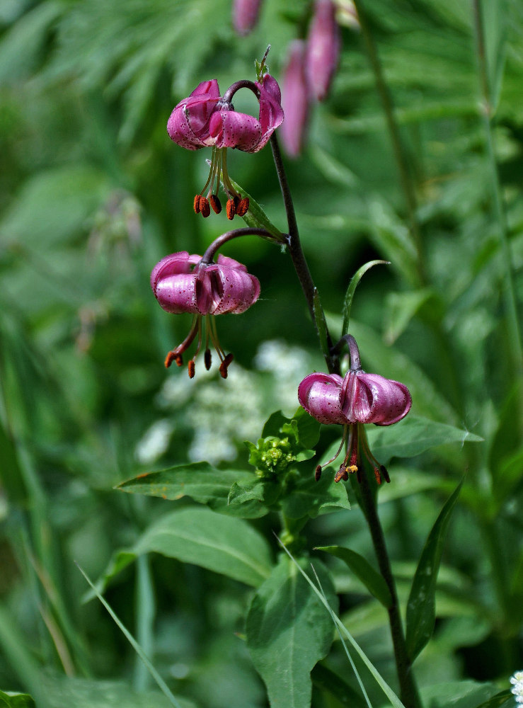 Изображение особи Lilium pilosiusculum.