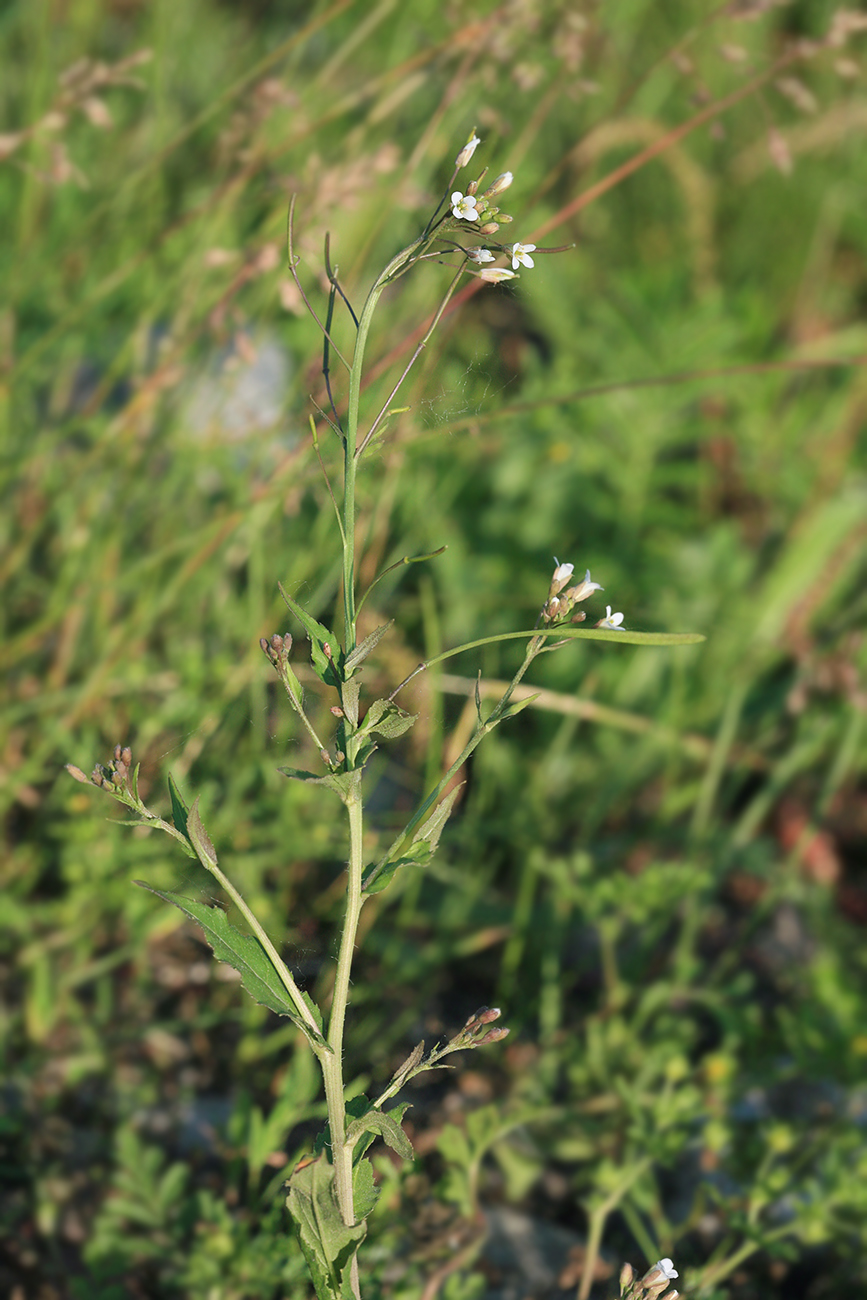 Изображение особи Arabis pendula.