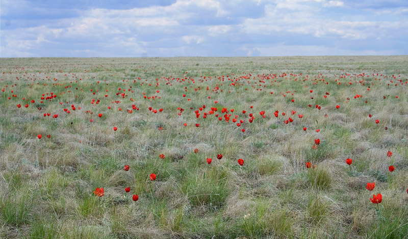 Изображение особи Tulipa suaveolens.