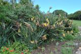 Strelitzia reginae