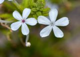 Plumbago zeylanica