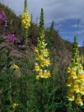 Linaria vulgaris. Верхушки цветущих растений. Магаданская обл., окр. г. Магадан, ост. \"Аммональная\", р. Балахапчан, разнотравная поляна под склоном. 10.08.2018.