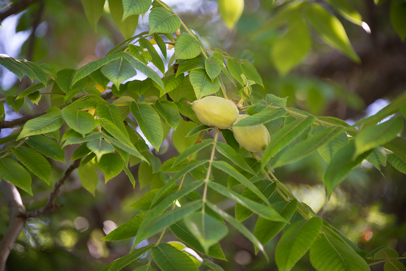 Image of Juglans cinerea specimen.