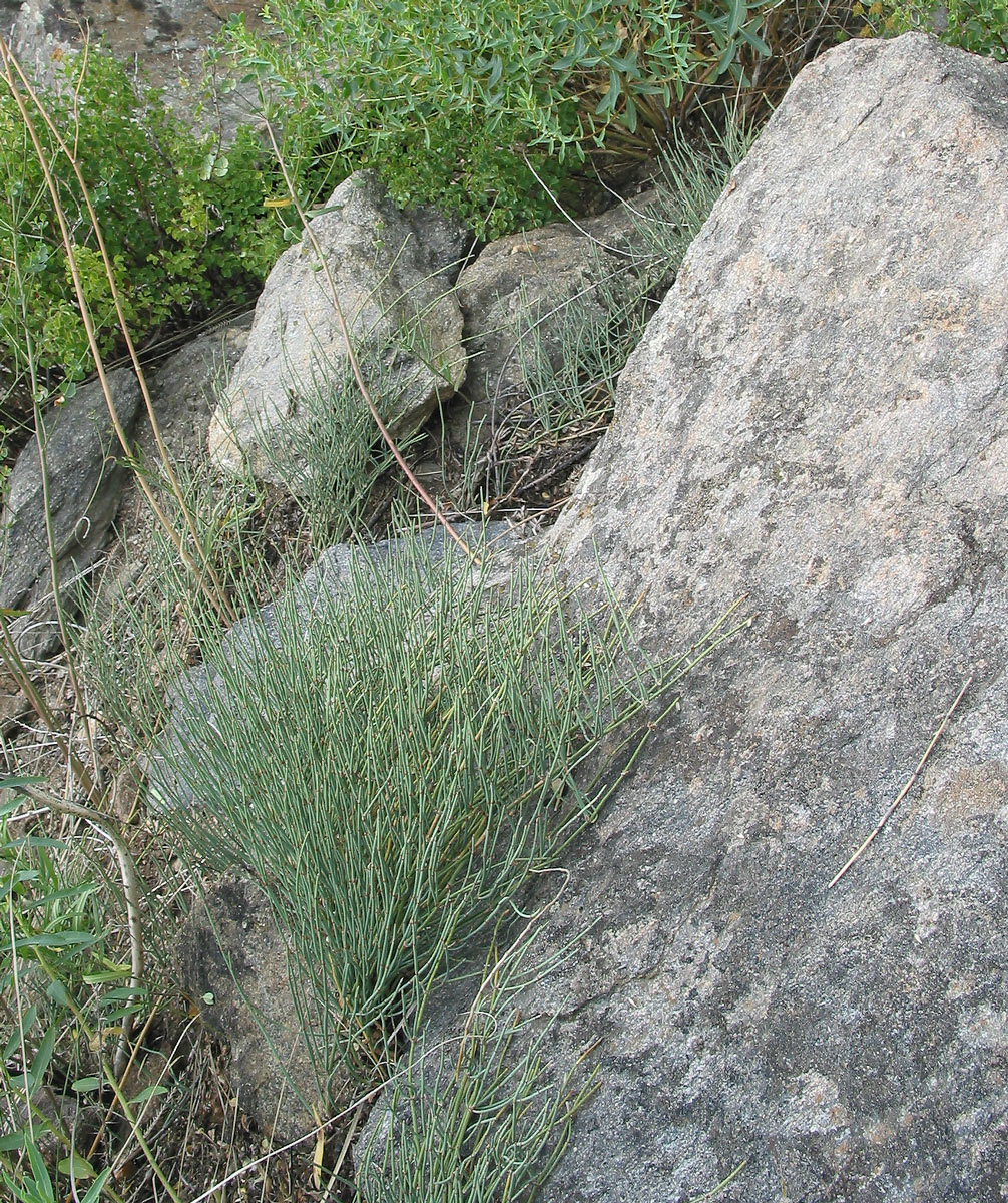 Image of genus Ephedra specimen.