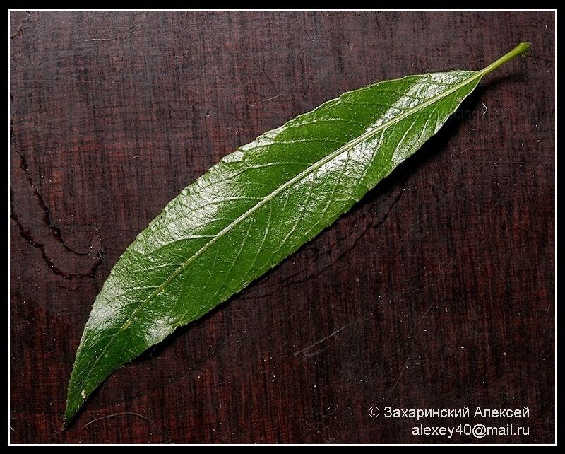 Image of Salix acutifolia specimen.