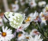 Symphyotrichum × versicolor. Верхушка побега с соцветием и бабочкой резедовой белянкой. Казахстан, Восточно-Казахстанская обл., Уланский р-н, с. Украинка, дачный участок, в культуре. 26.10.2010.