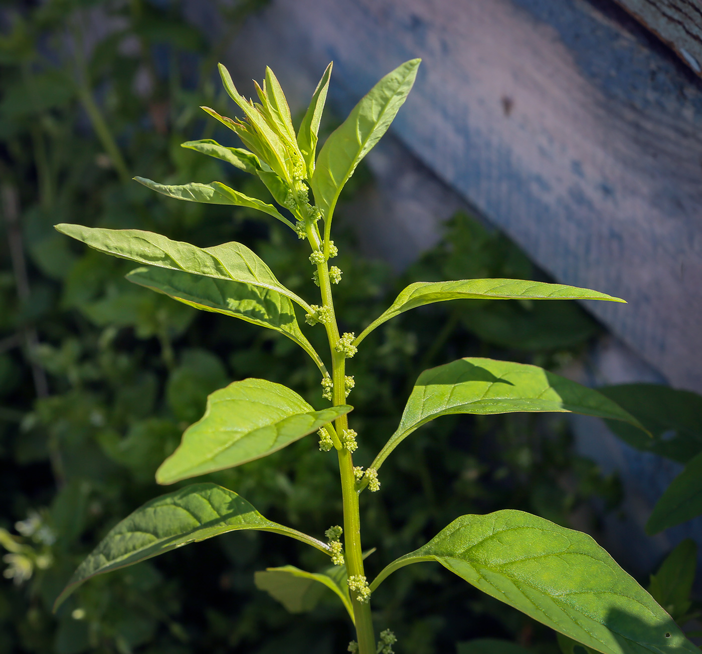 Изображение особи Lipandra polysperma.