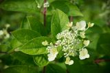 Hydrangea paniculata. Соцветие и листья ('Wim's Red'). Кировская обл., г. Киров, Ботанический сад Вятского государственного университета, в культуре. 07.07.2018.