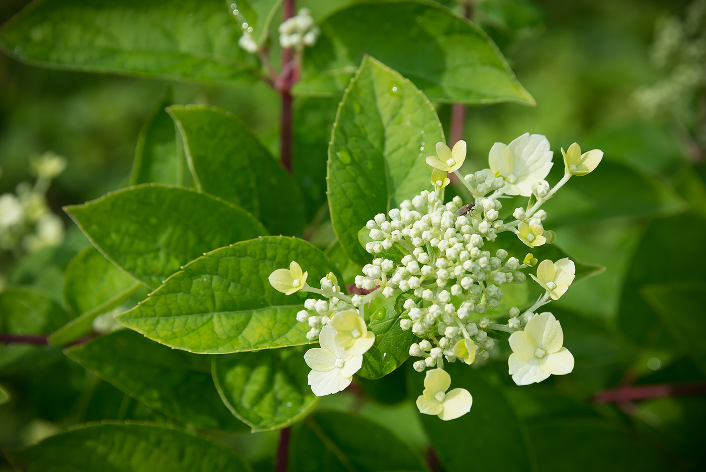 Изображение особи Hydrangea paniculata.