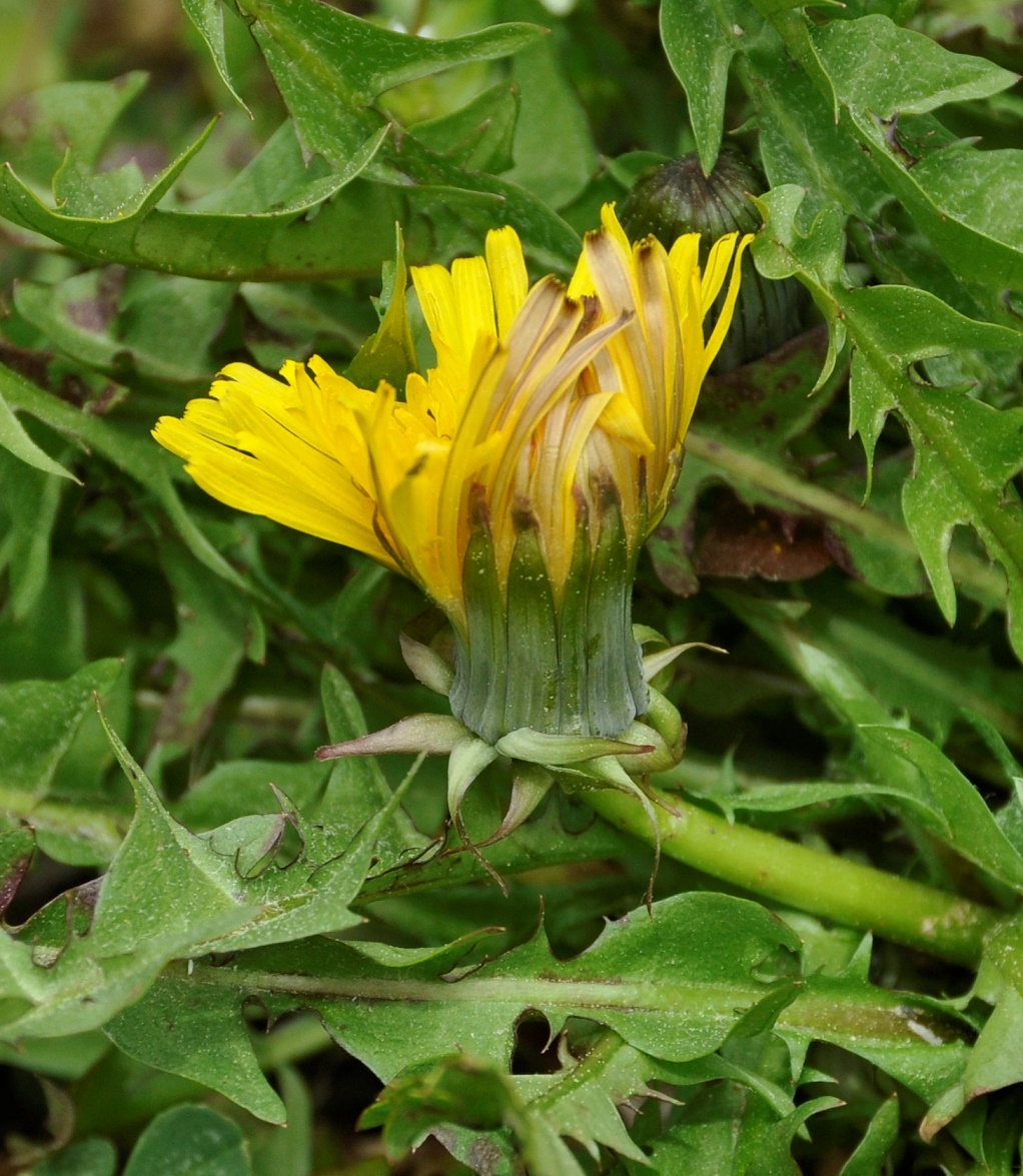 Image of Taraxacum holmboei specimen.