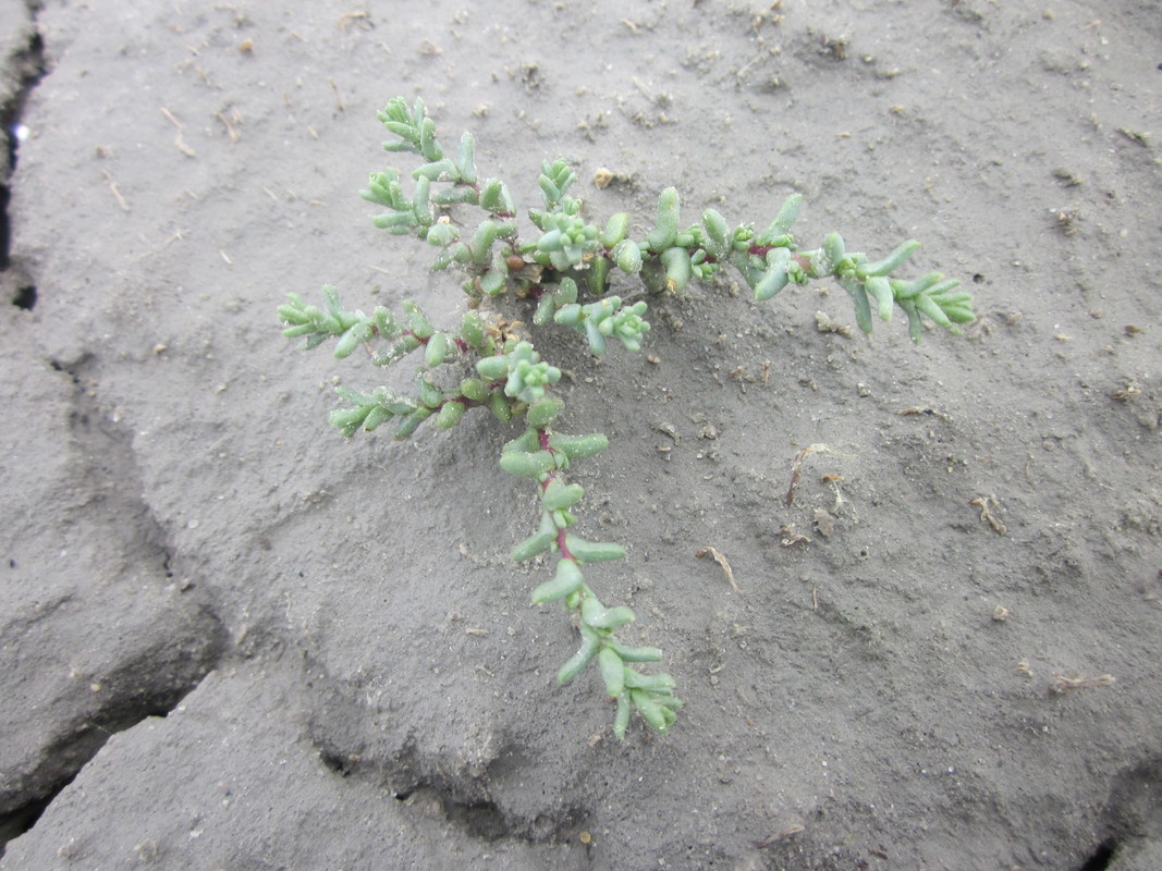 Image of Kalidium juniperinum specimen.
