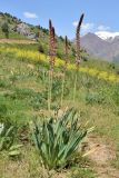 Eremurus regelii