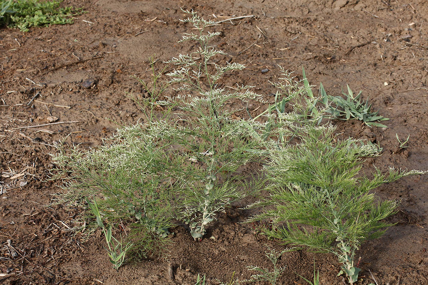 Изображение особи Limonium otolepis.