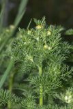 род Tripleurospermum