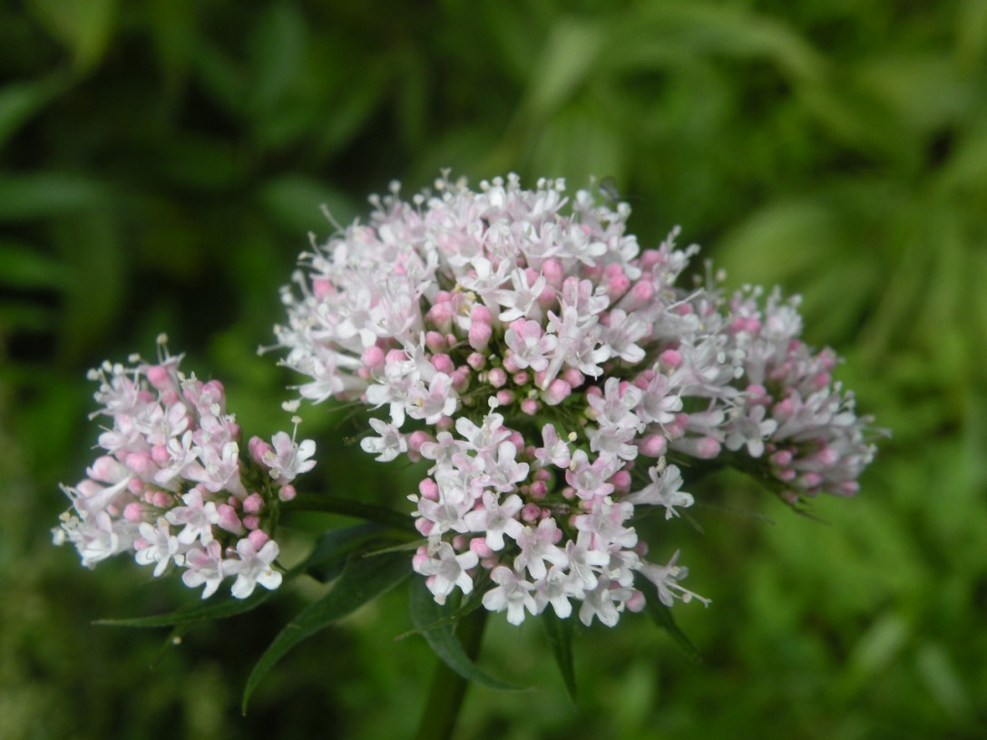 Image of Valeriana sambucifolia specimen.