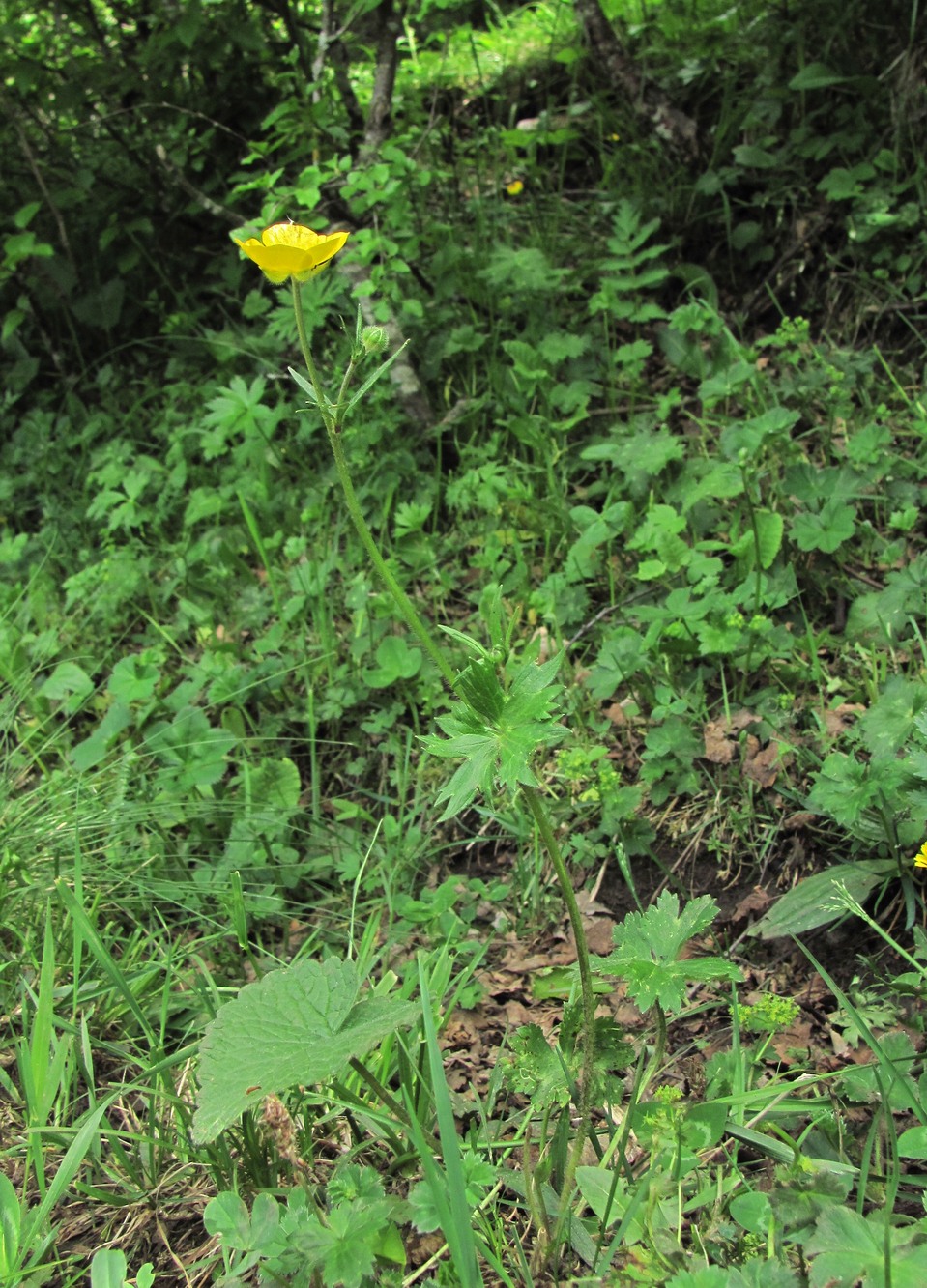 Image of genus Ranunculus specimen.