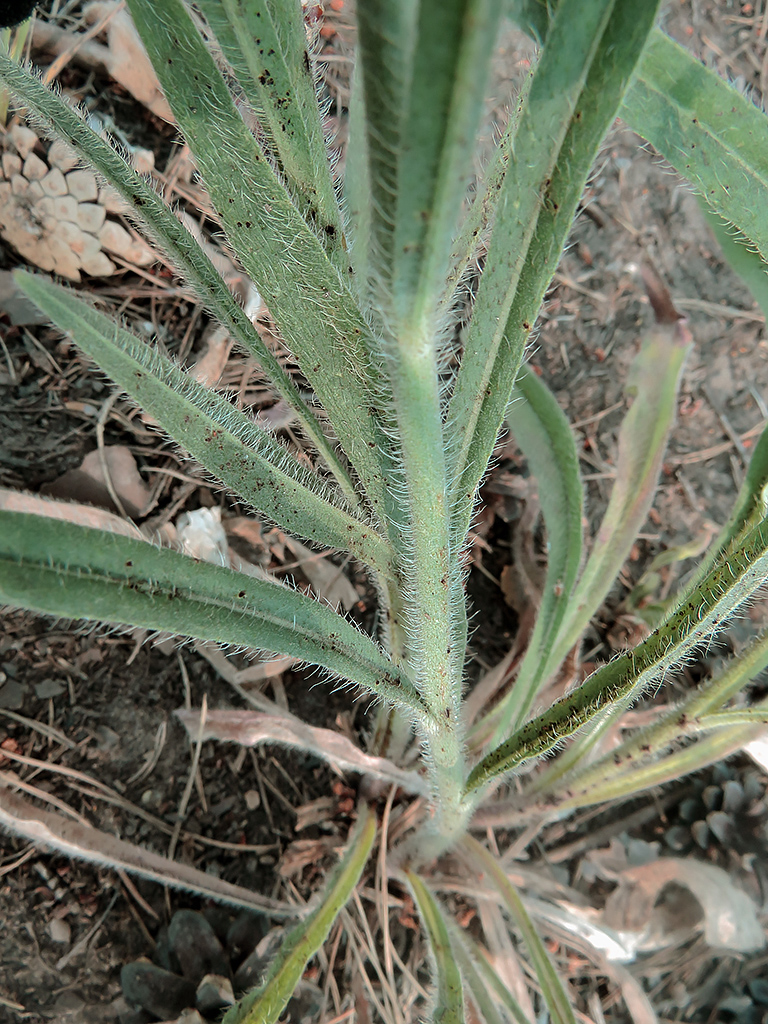 Image of Pilosella echioides specimen.