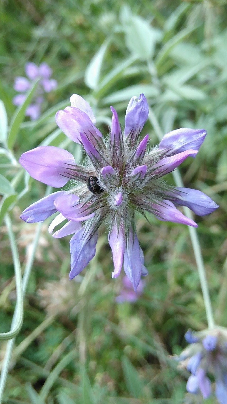 Image of Psoralea bituminosa ssp. pontica specimen.