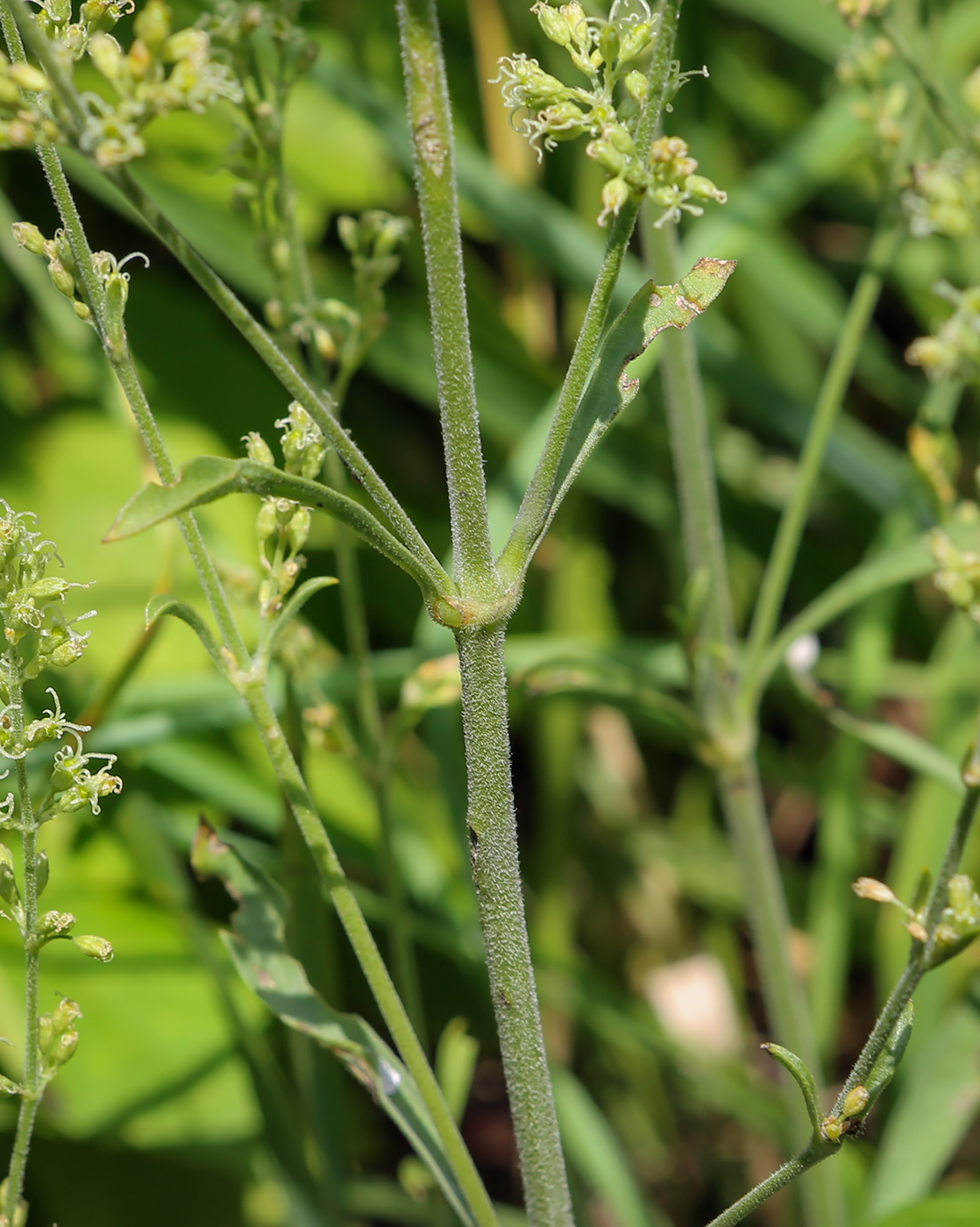 Image of Silene borysthenica specimen.
