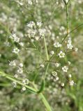 Gypsophila paniculata