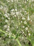 Gypsophila paniculata. Часть общего соцветия. Дагестан, Кумторкалинский р-н, бархан Сарыкум, закреплённые пески. 31 мая 2019 г.