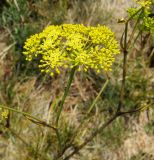 Peucedanum tauricum. Верхушка побега с соцветием. Горный Крым, Главная гряда, Ай-Петринская яйла, разнотравный луг. 07.08.2019.