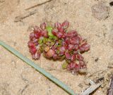 Polycarpon succulentum