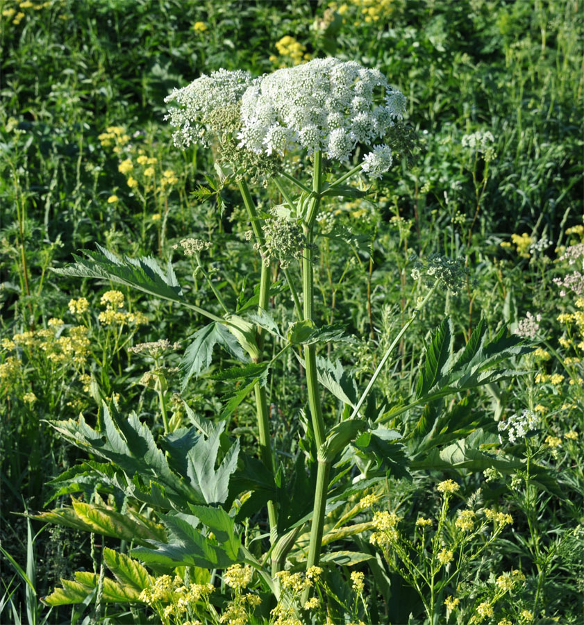 Изображение особи Heracleum dissectum.